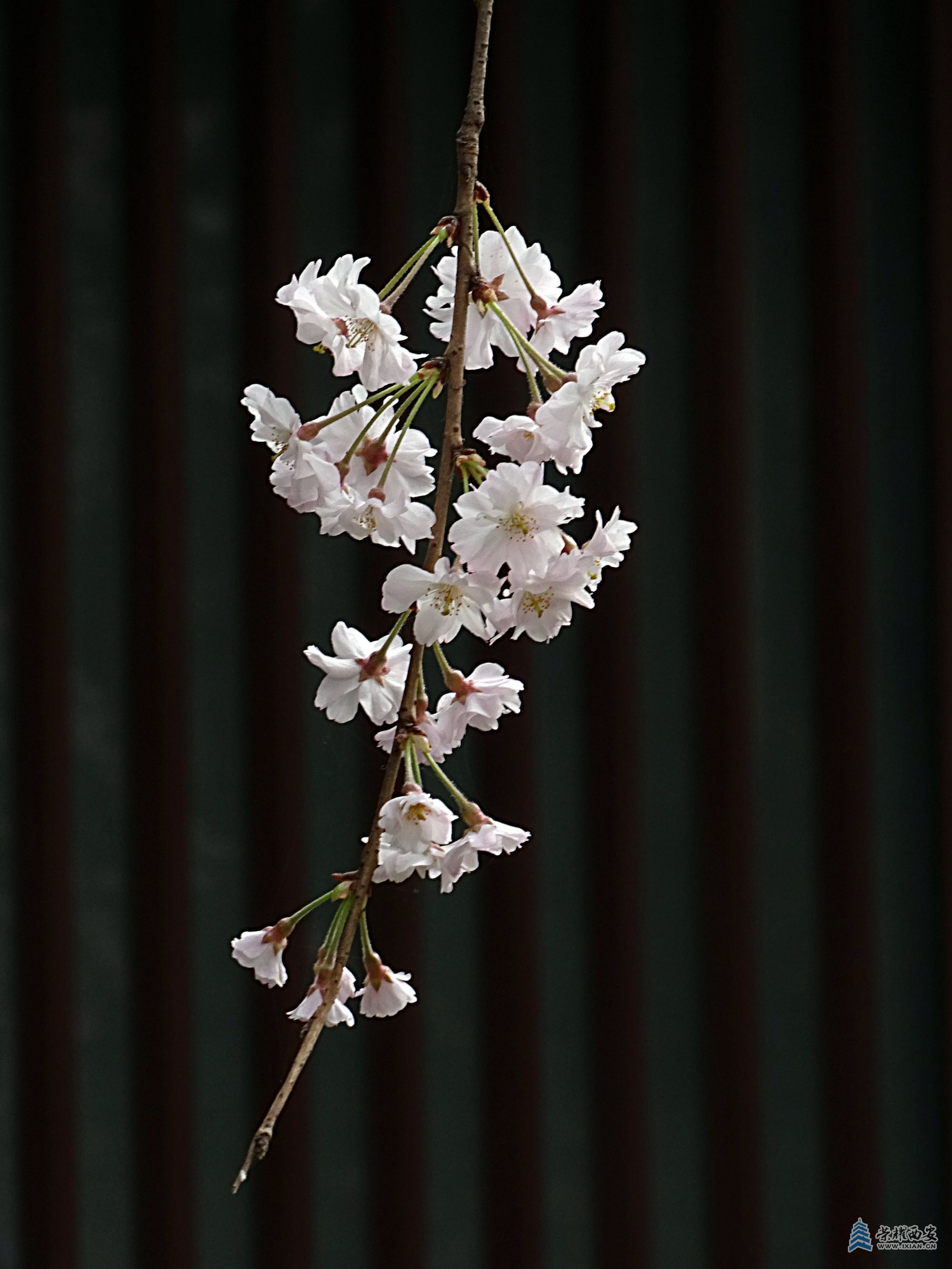 DSC07795.jpg