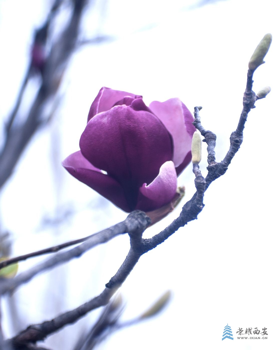 花-020.jpg