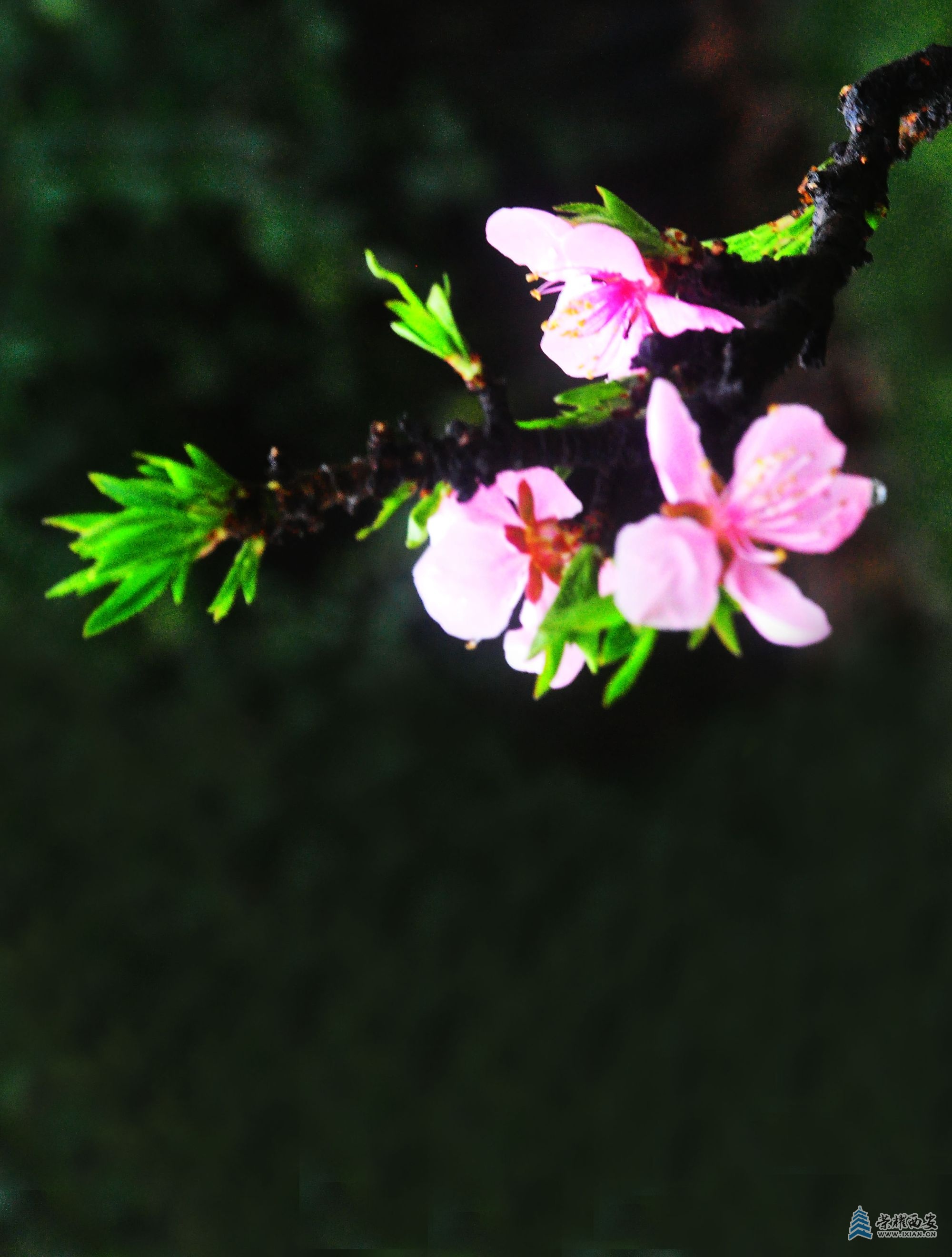DSC_0705.JPG