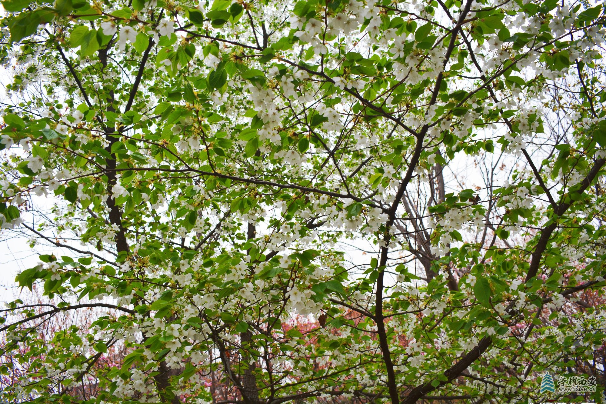 DSC_0626.JPG