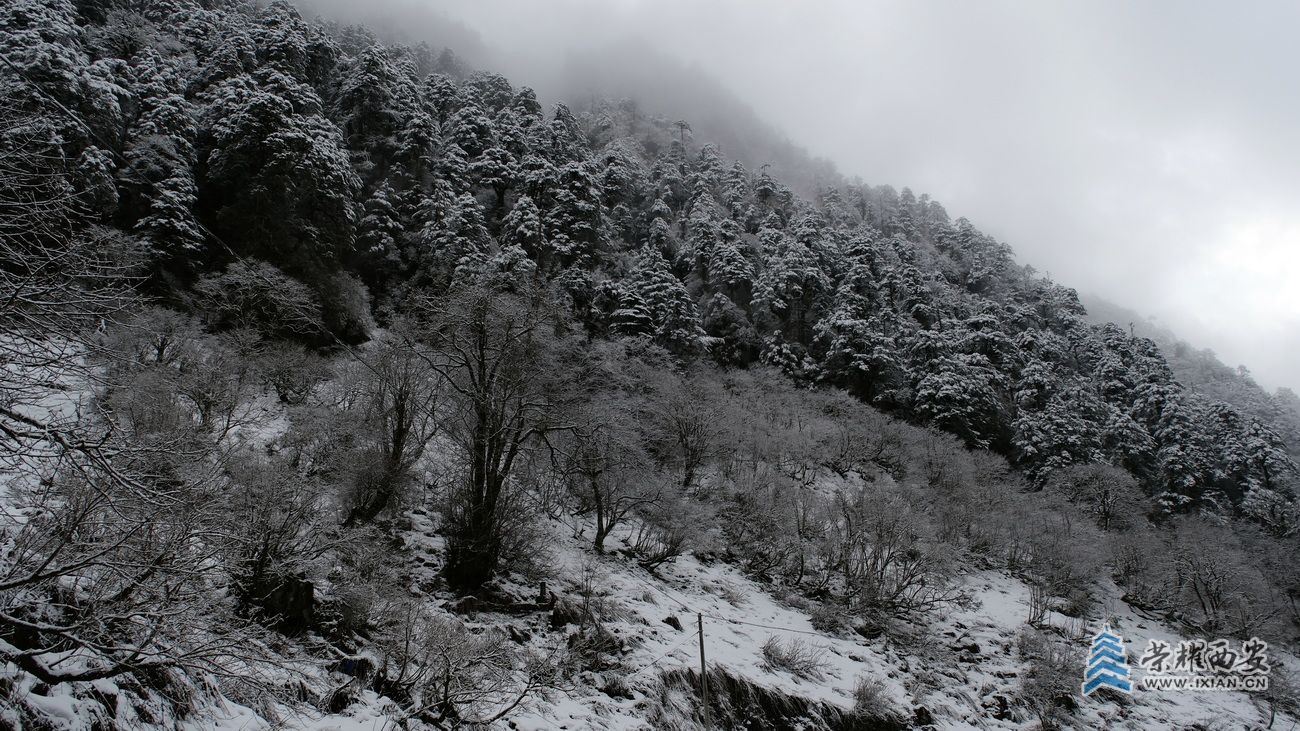 -高黎贡山12.JPG
