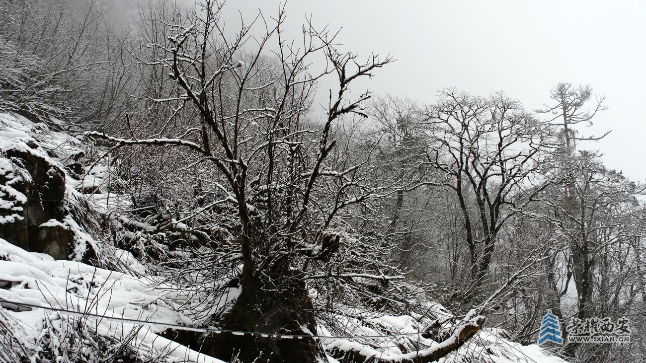 -高黎贡山30.JPG