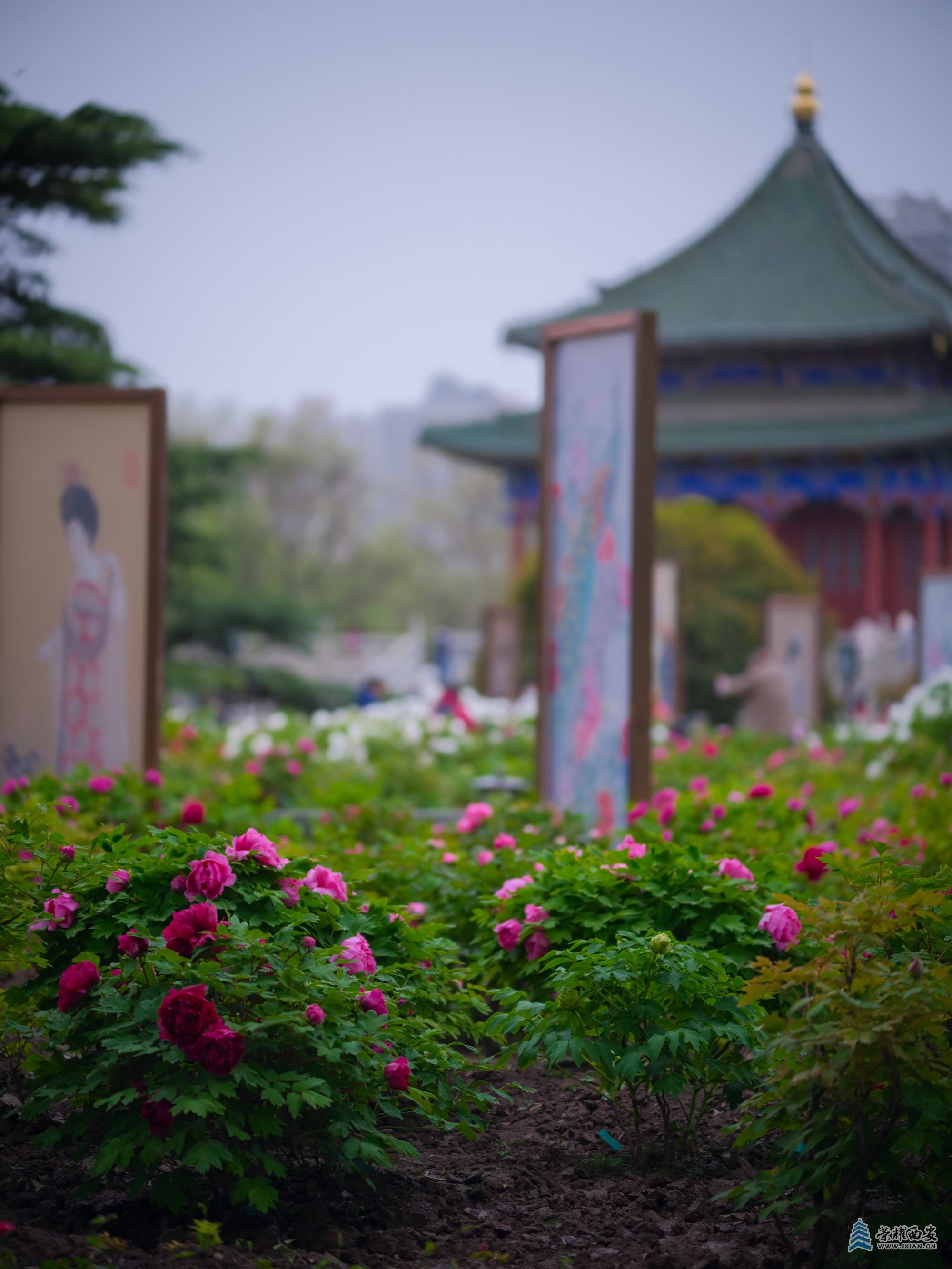 牡丹-39.jpg