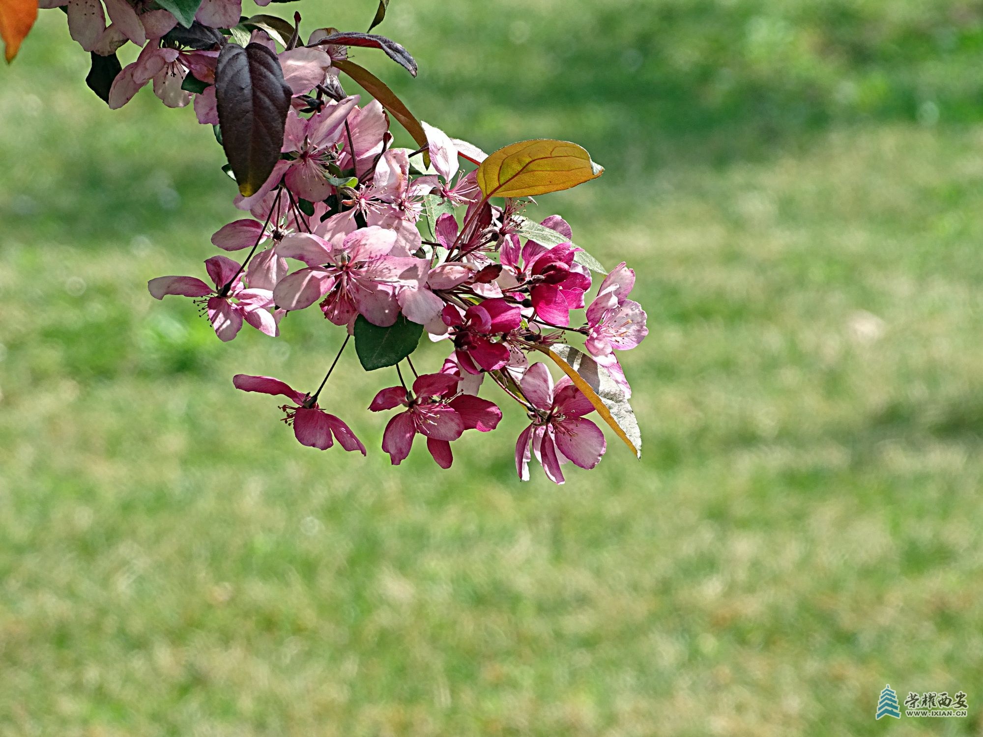 DSC08423 - 副本.jpg