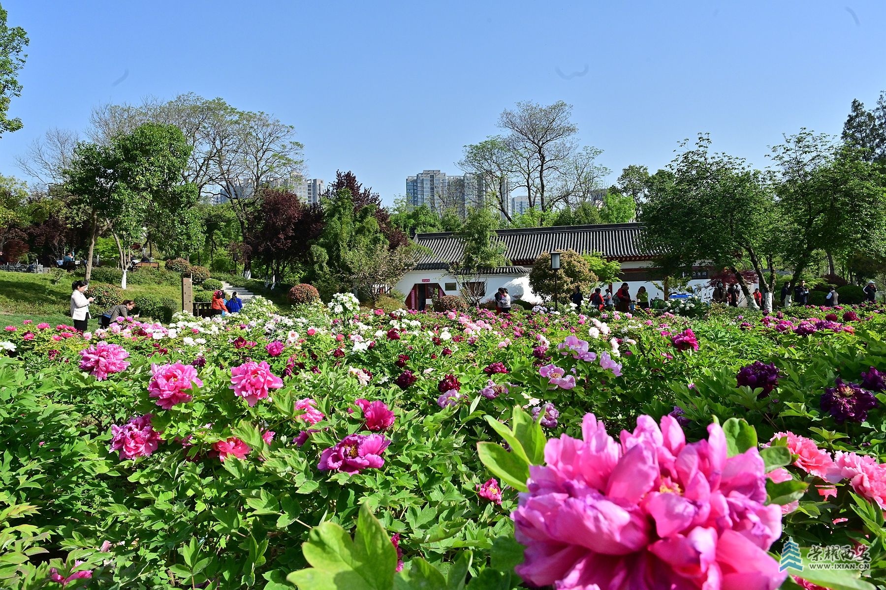 DSC_4696_副本.jpg