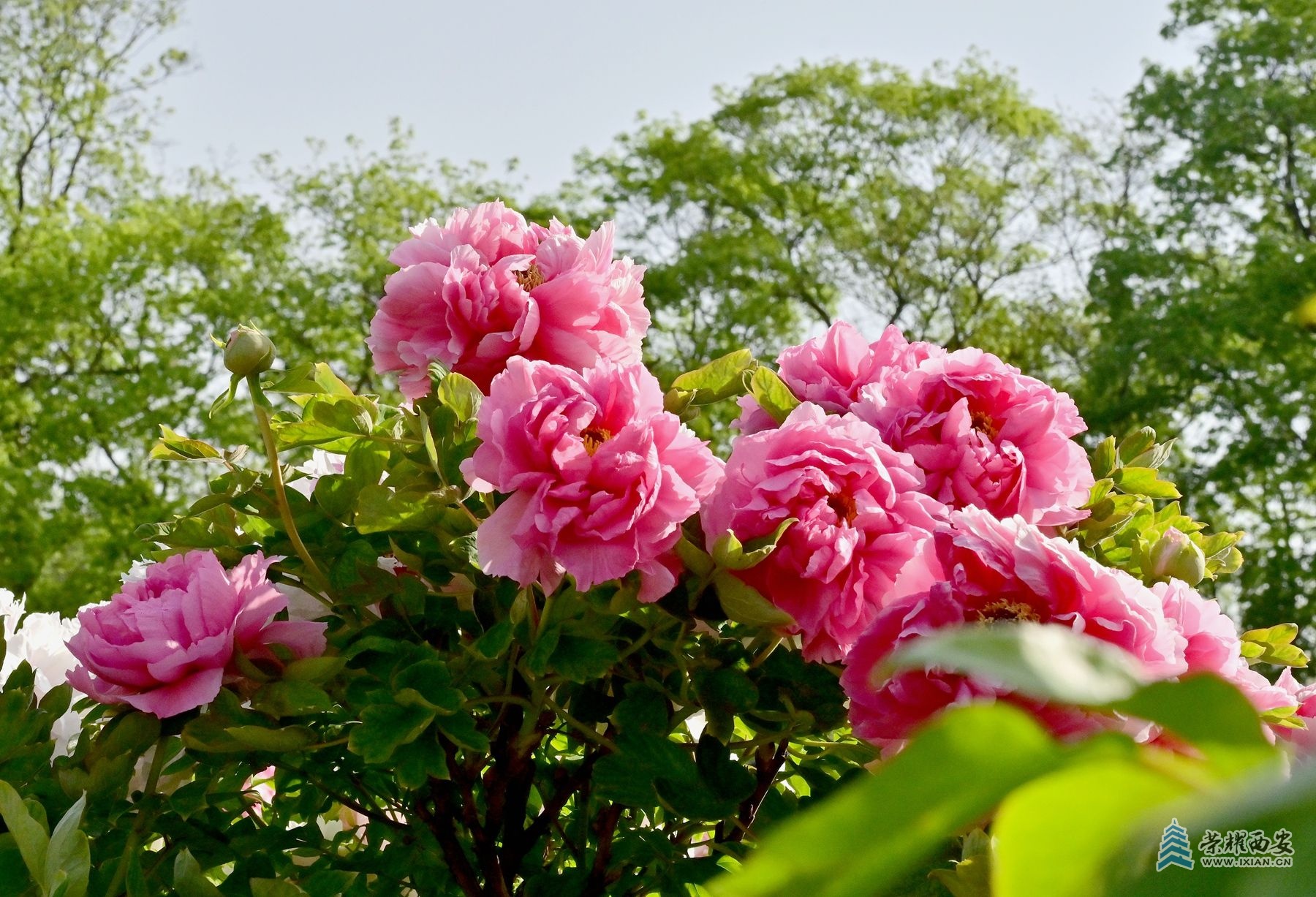 DSC_4679_副本.jpg