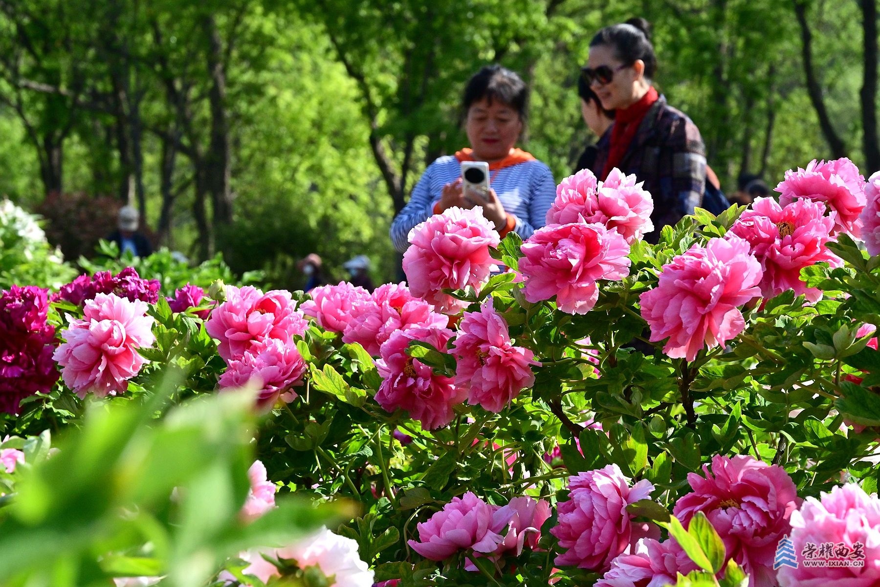 DSC_4667_副本.jpg