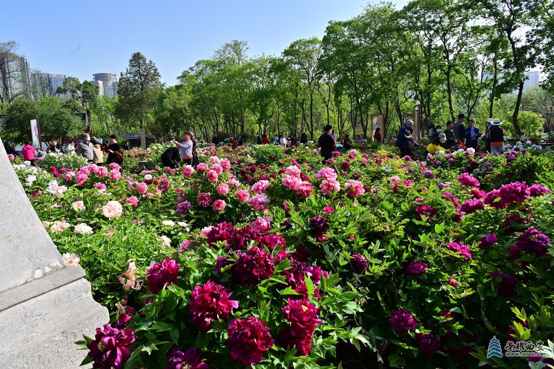DSC_4665_副本.jpg
