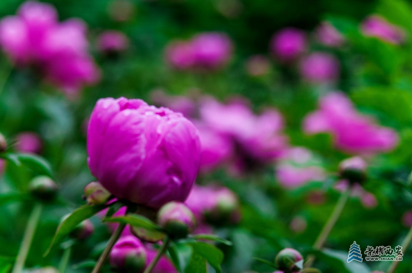 芍葯-005.jpg
