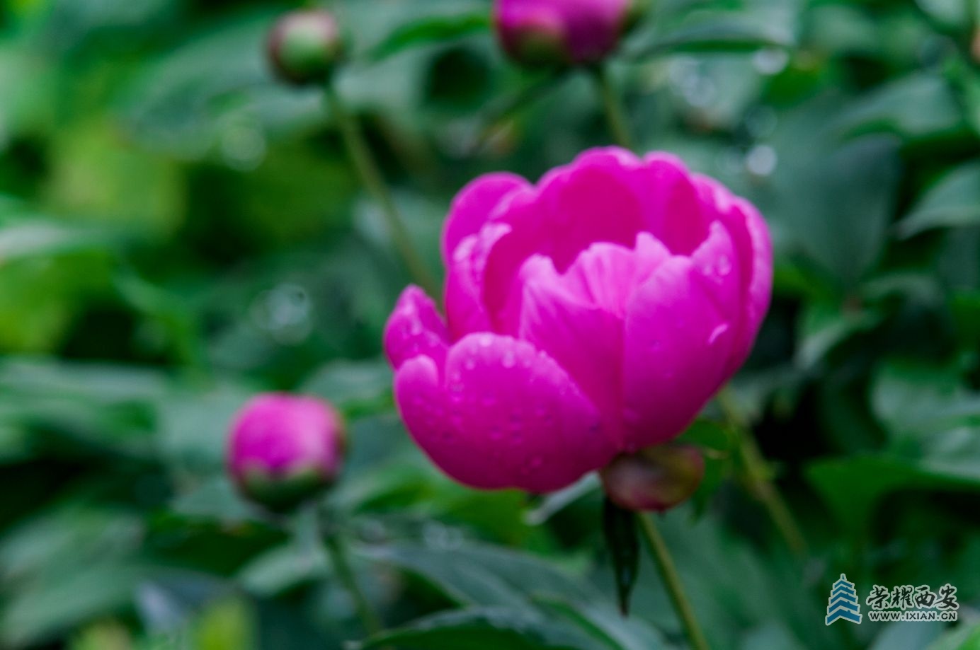 芍葯-017.jpg