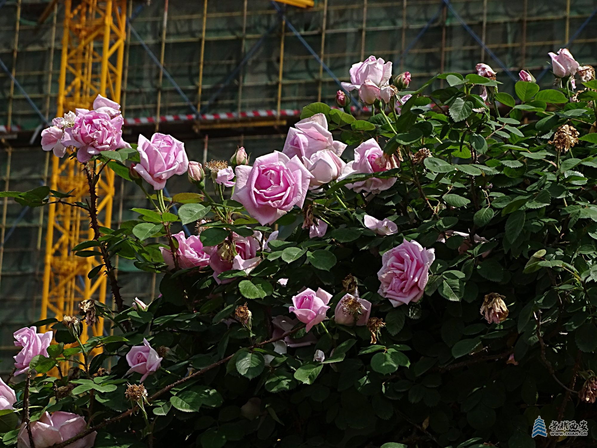 DSC08767.jpg