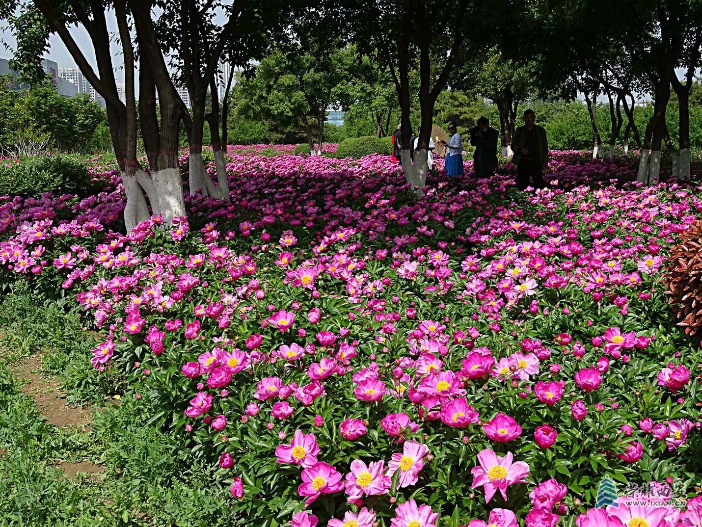 DSC08780.jpg