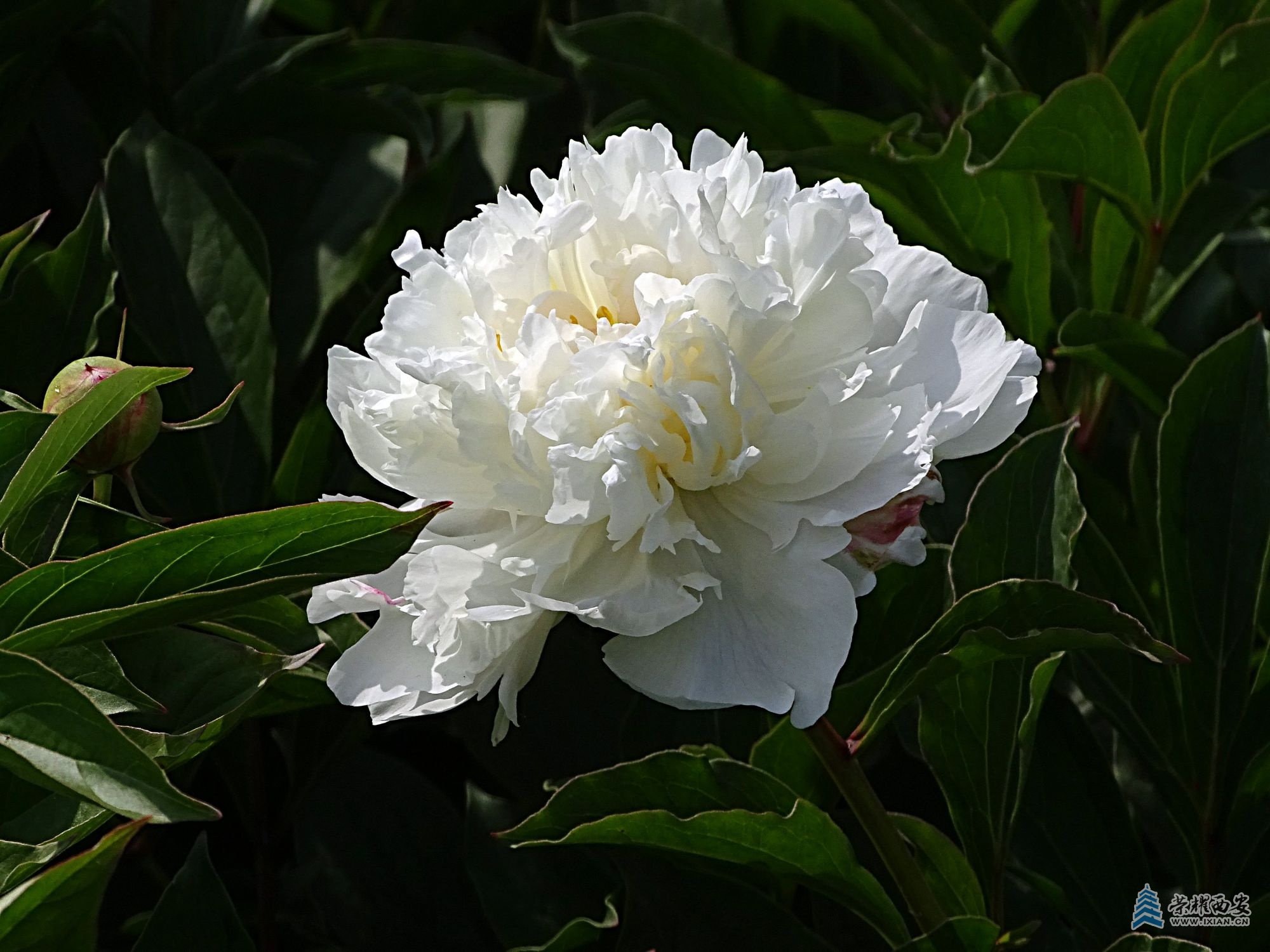 DSC08799.jpg