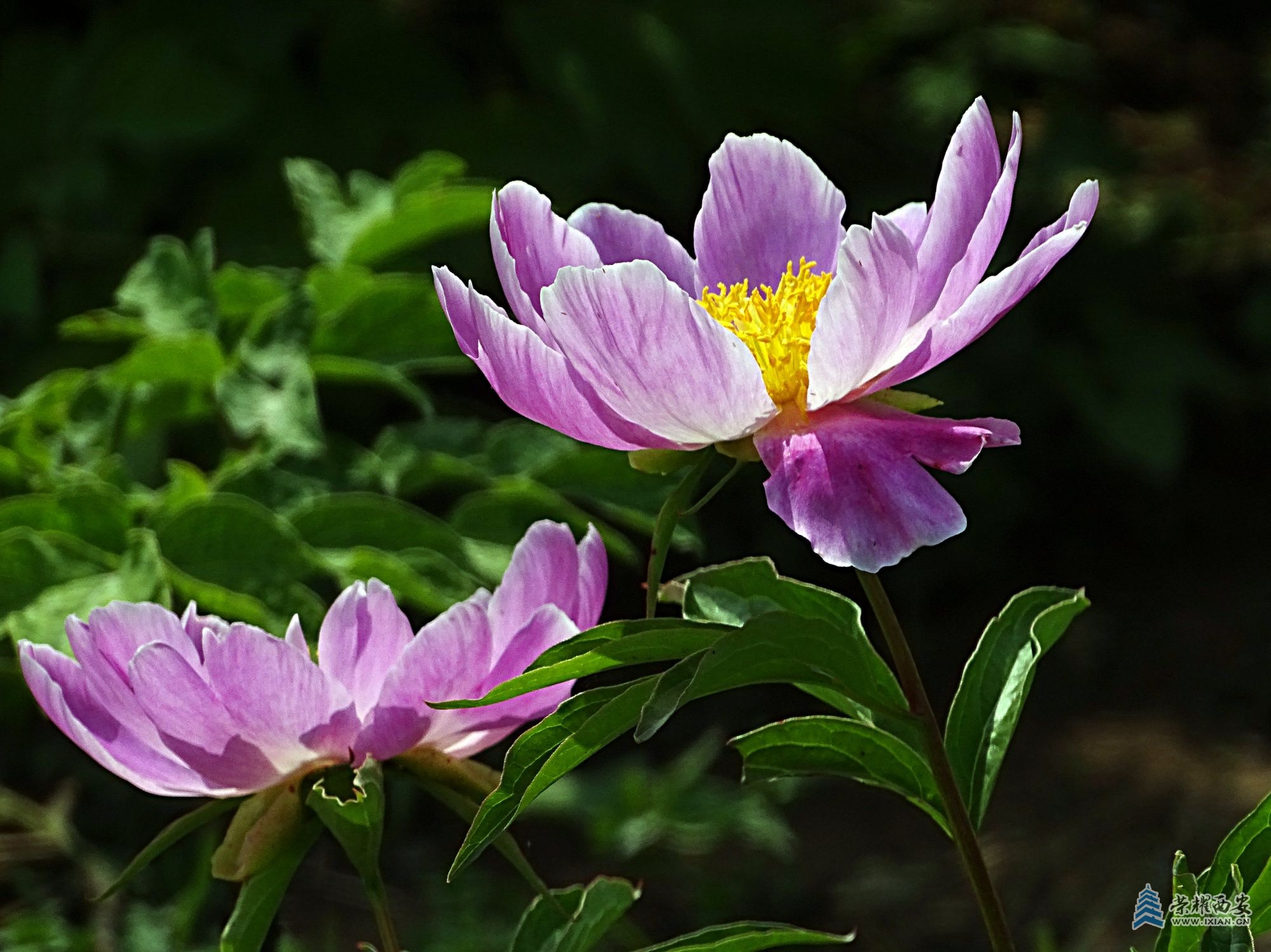 DSC08798.jpg