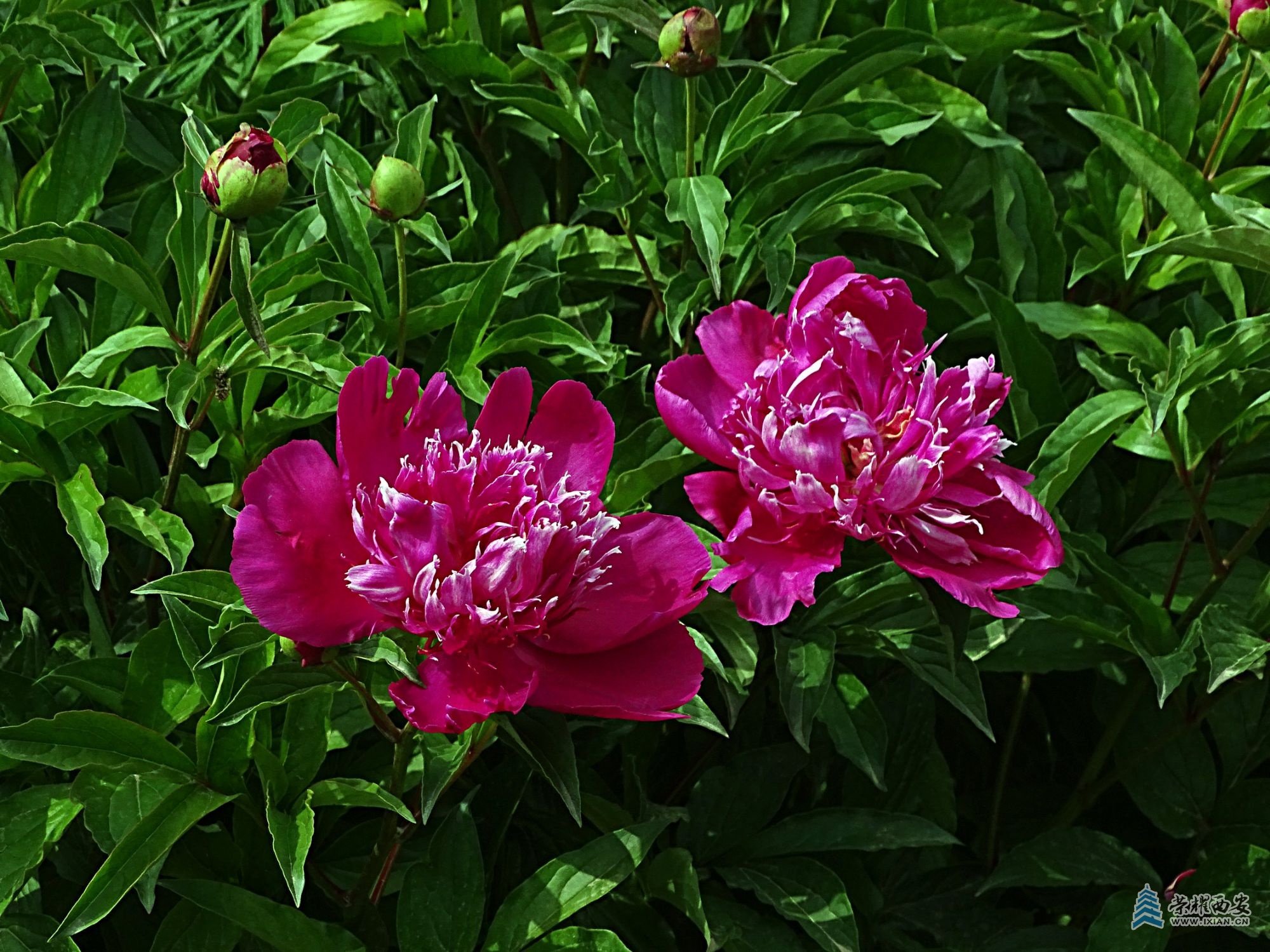 DSC08823.jpg