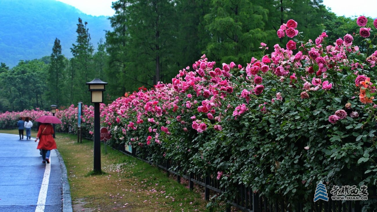 -习家池04.JPG
