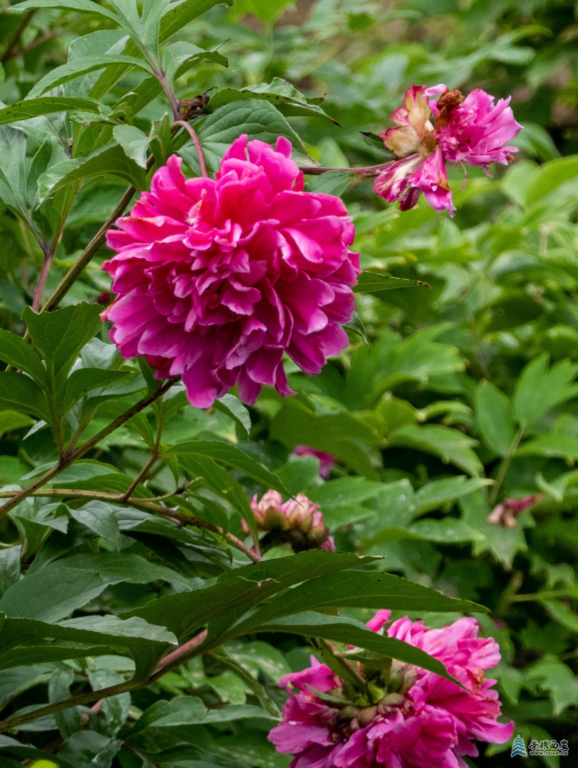 LXC08247.JPG