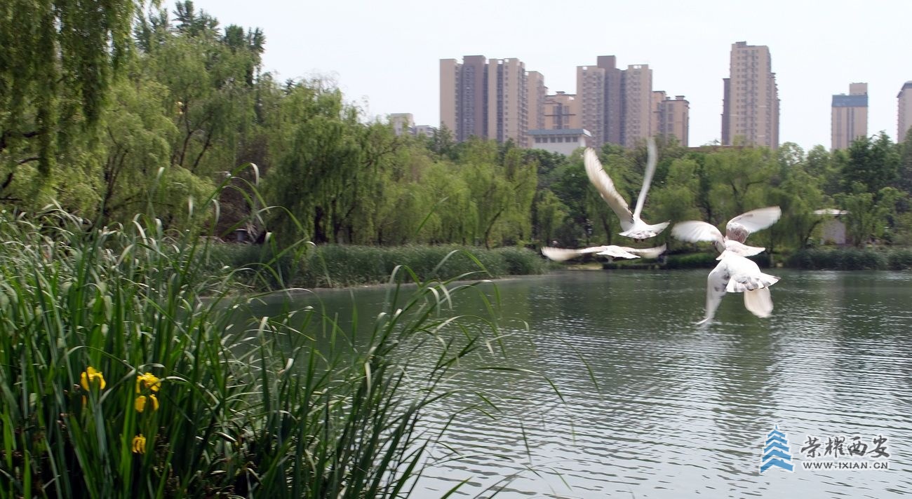 兴庆公园15.JPG