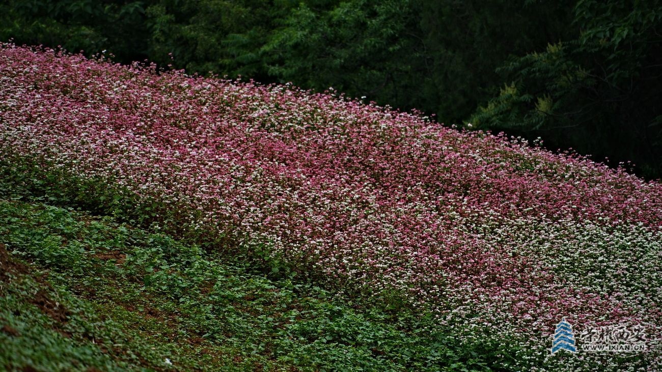 蓝田荞麦岭034.JPG