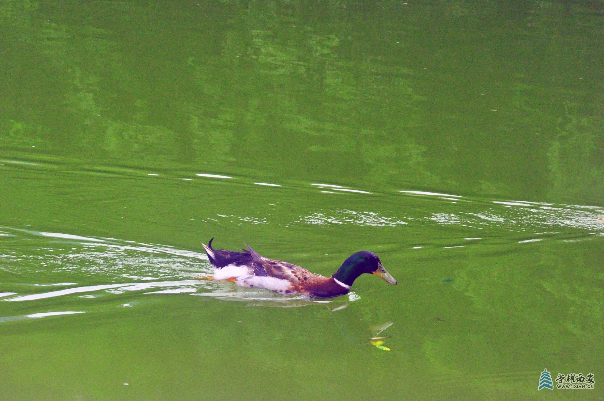 DSC_0035.JPG