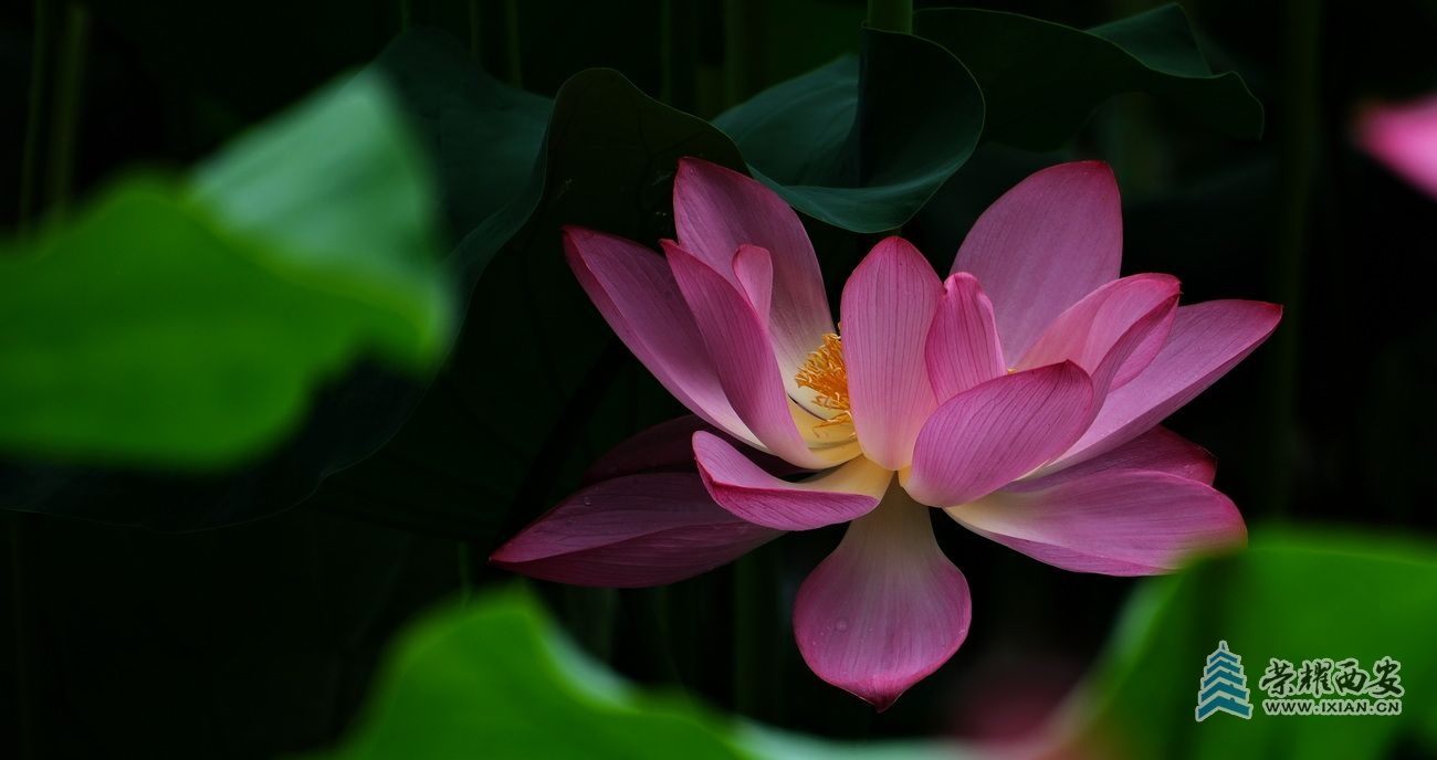 荷花34.JPG