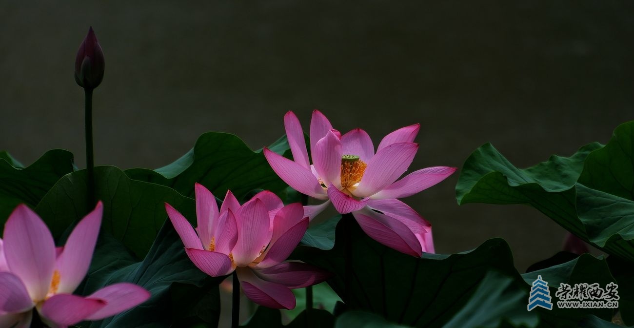 荷花38.JPG