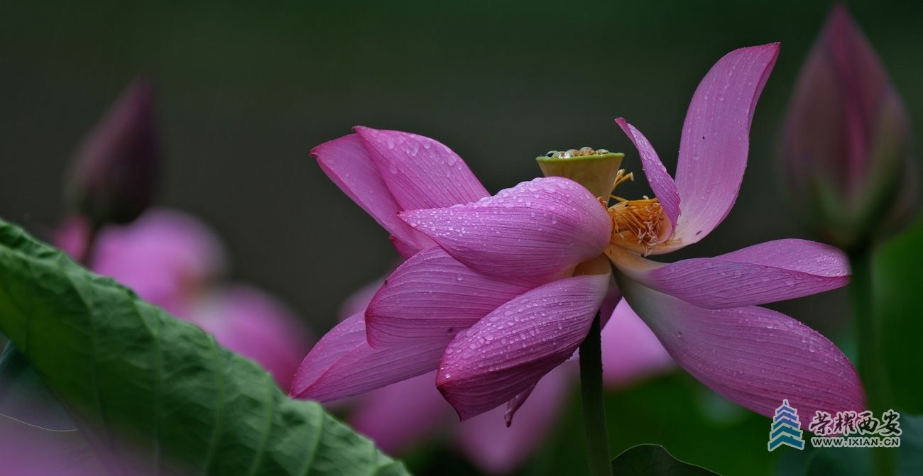 -雨荷5.JPG