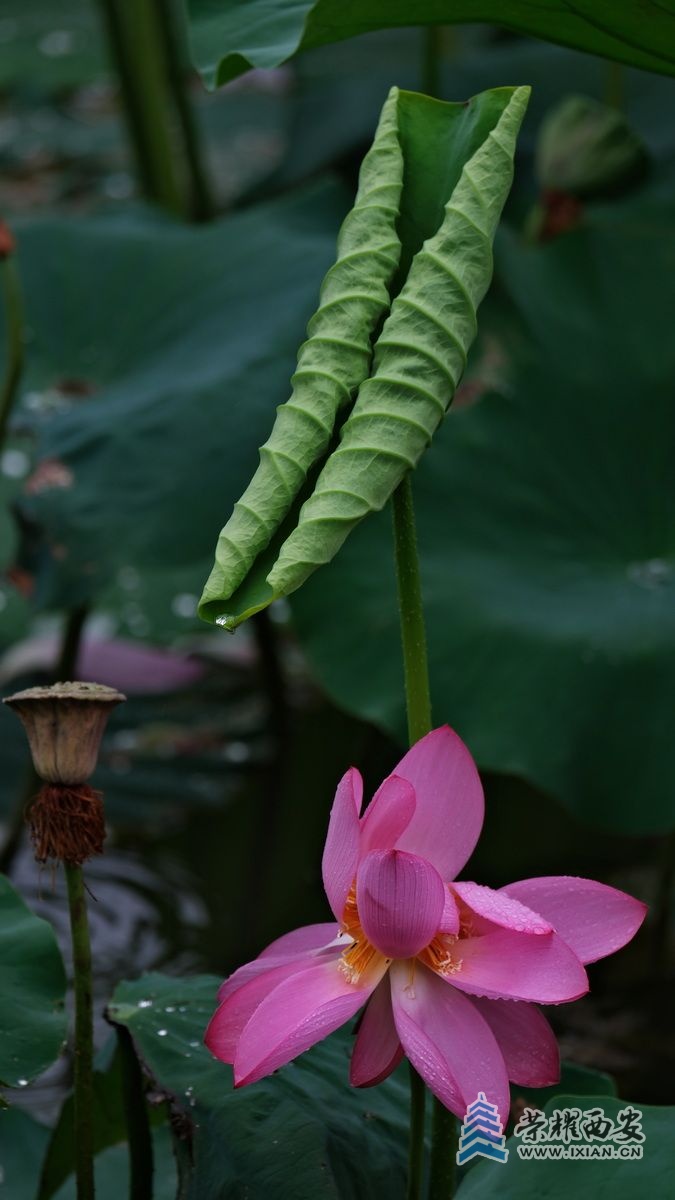 -雨荷20.JPG