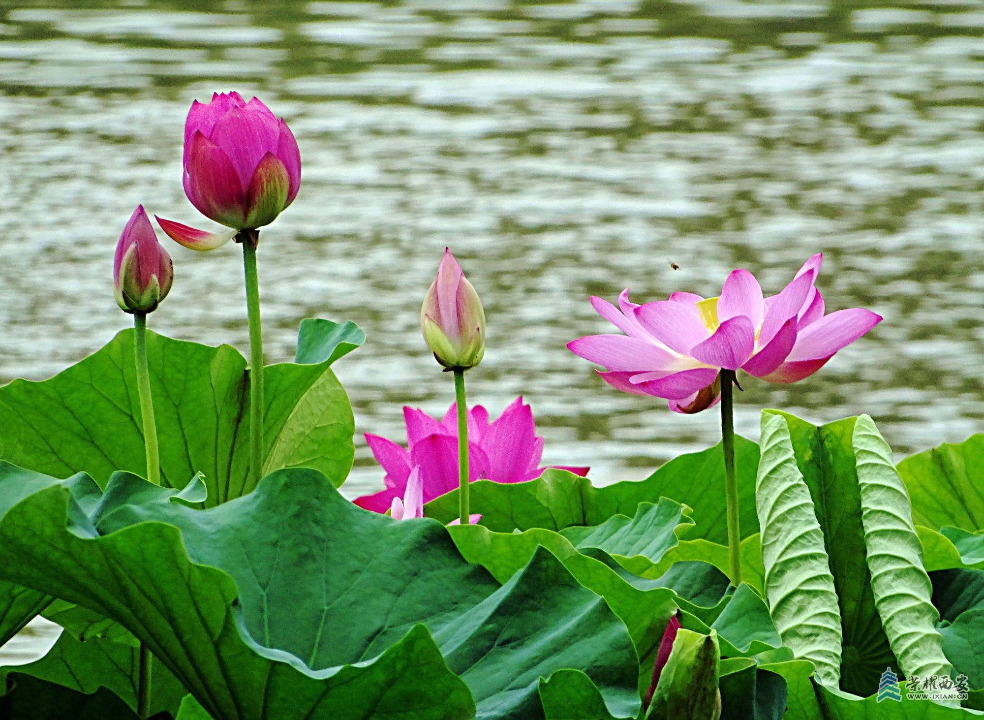DSC09175_1.jpg