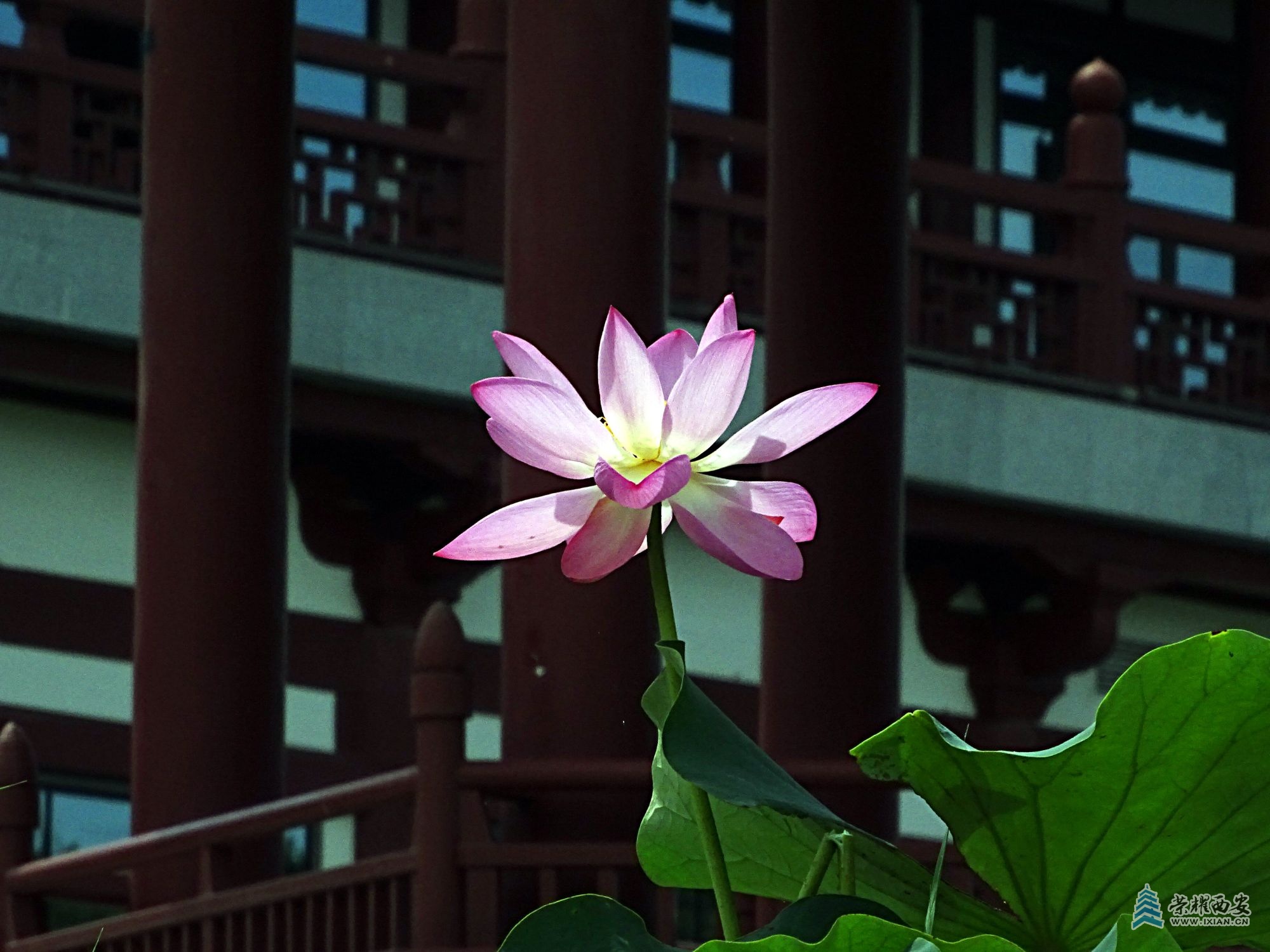DSC09201.jpg