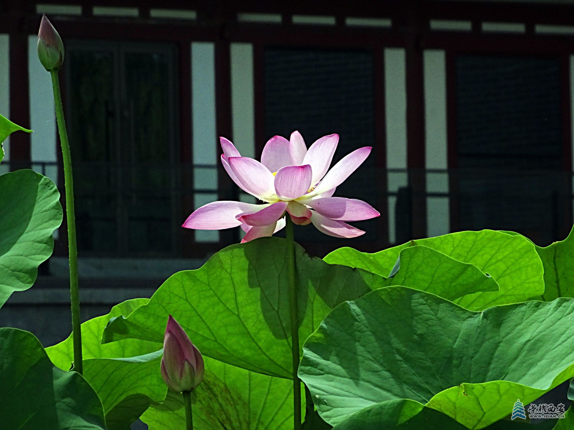 DSC09200.jpg