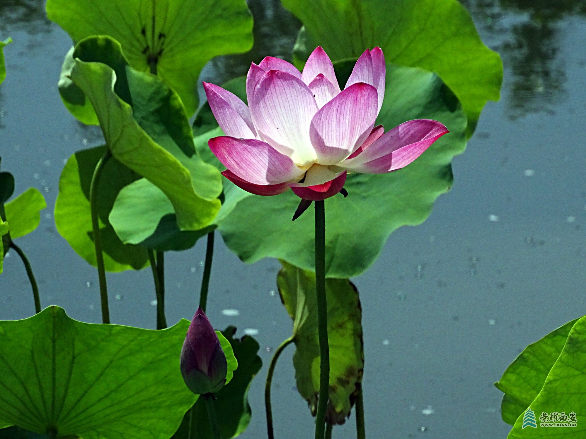 DSC09217.jpg