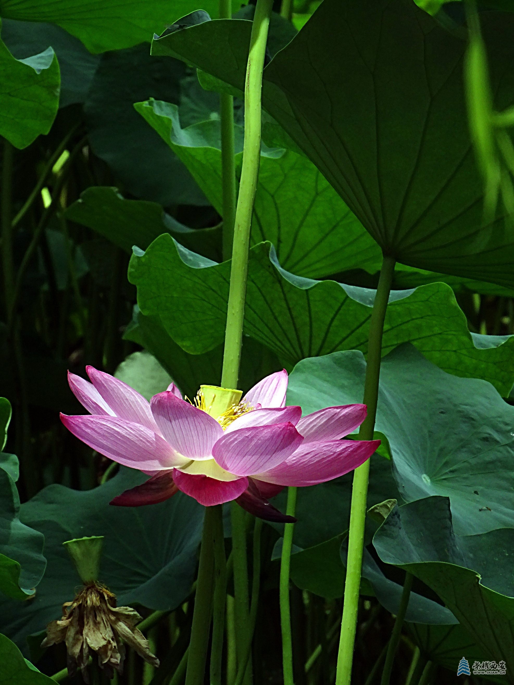 DSC09234.jpg