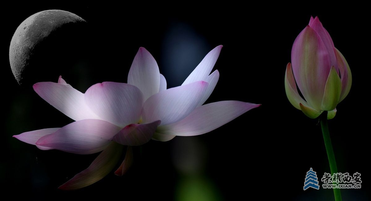 大唐芙蓉园13.JPG
