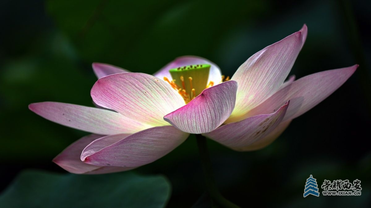 大唐芙蓉园25.JPG