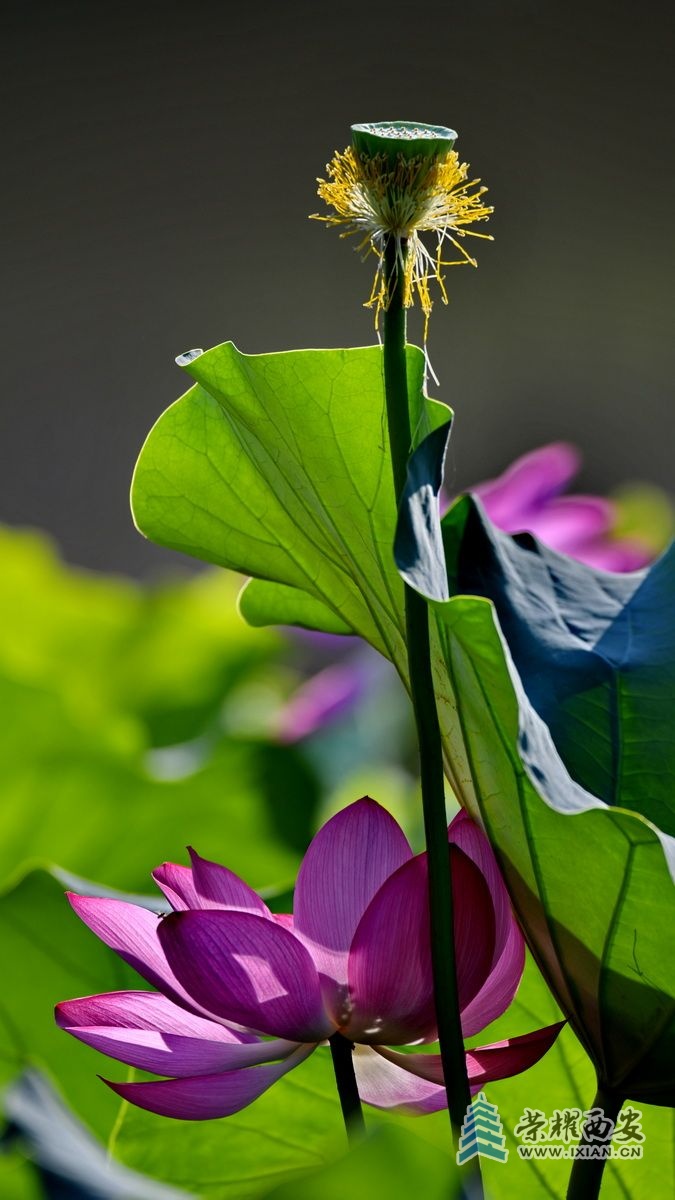 _桃花潭 4.JPG