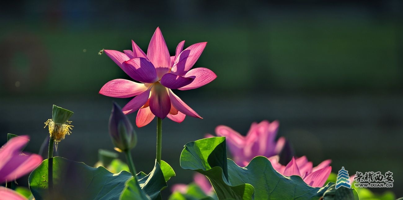 _桃花潭 3.JPG