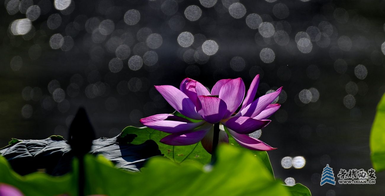 _桃花潭 6.JPG