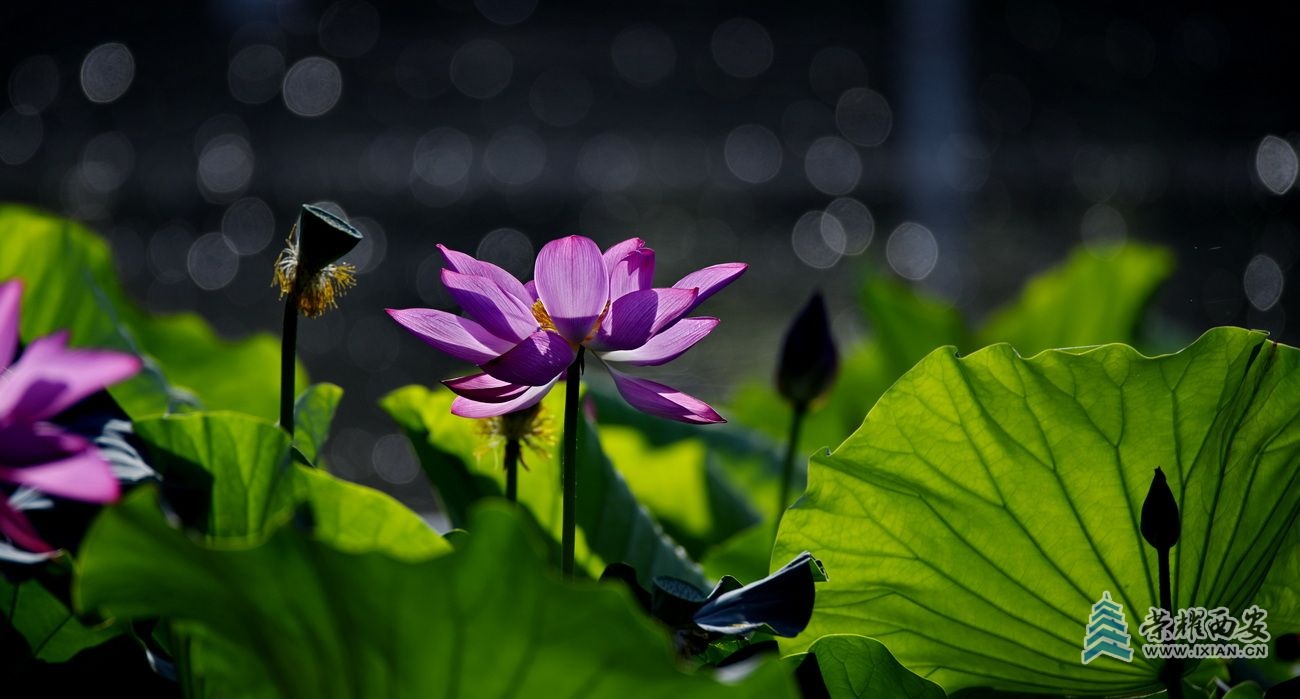 _桃花潭 8.JPG