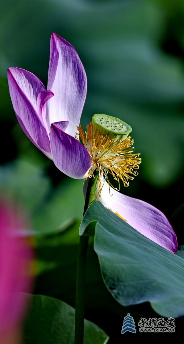 _桃花潭 23.JPG