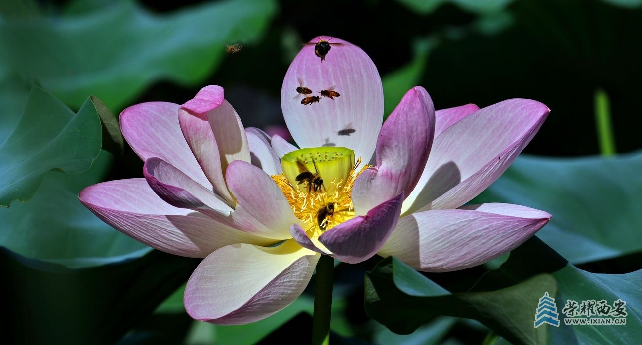_桃花潭 40.JPG