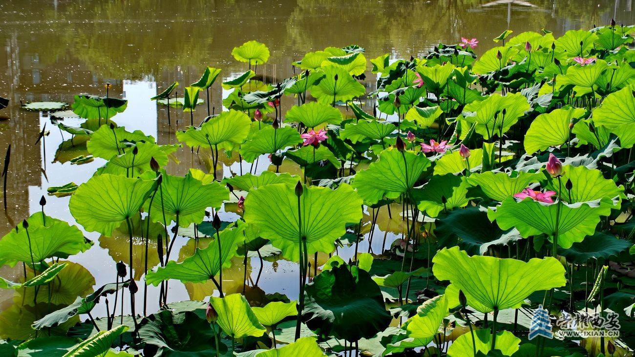 _桃花潭 43.JPG