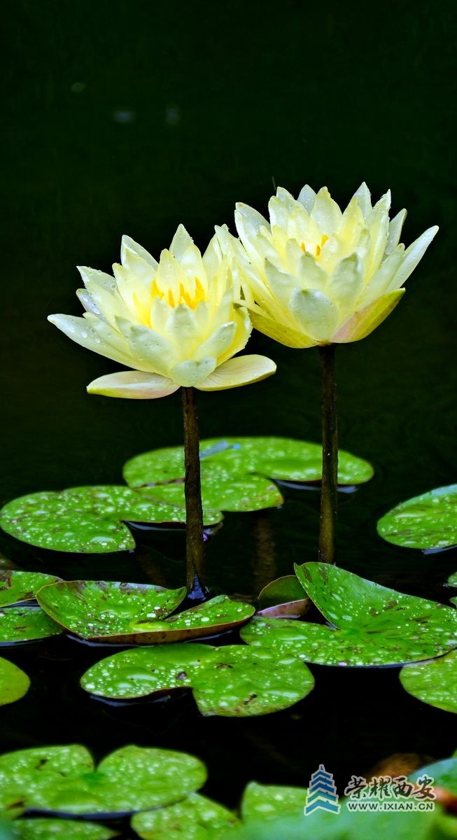 植物园023.JPG