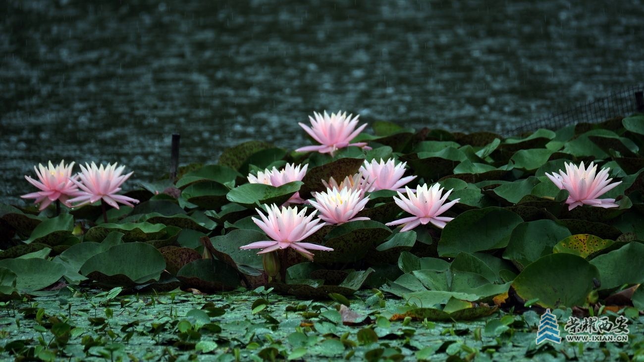 植物园037.JPG