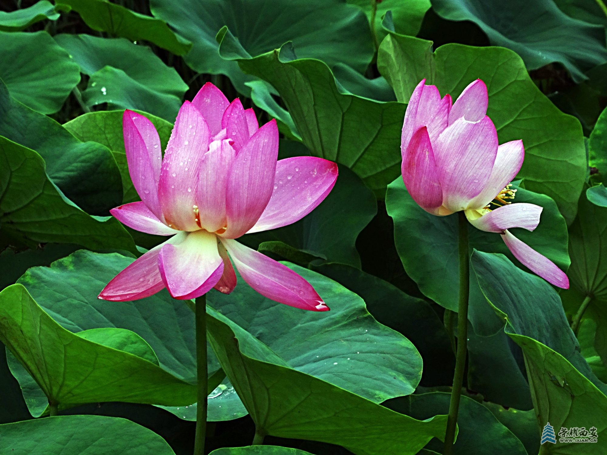 DSC09413 - 副本.jpg