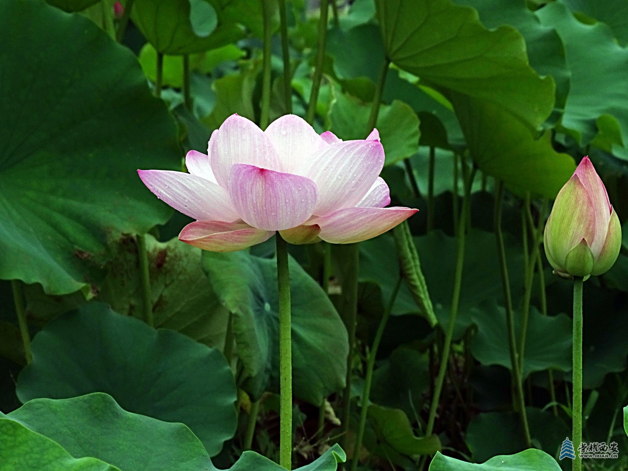 DSC09415 - 副本.jpg