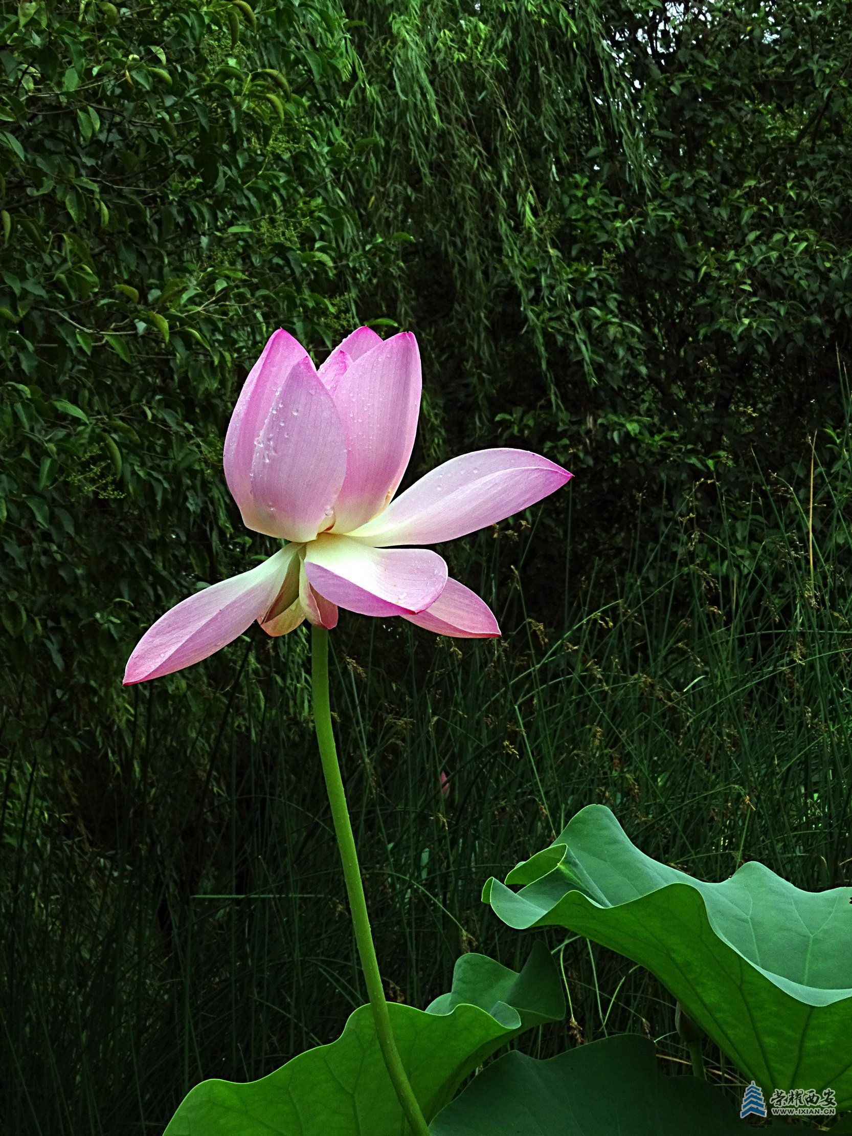 DSC09453.jpg