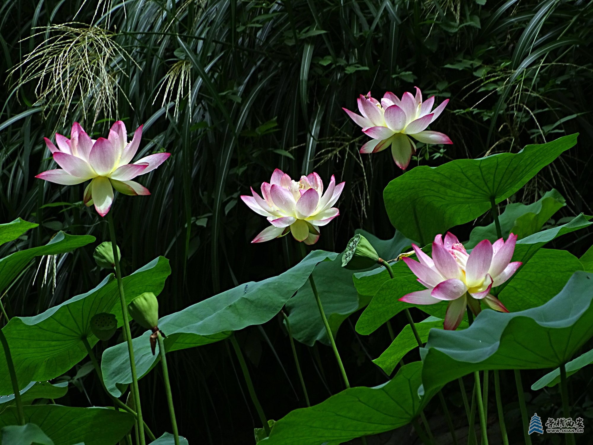 DSC09485.jpg