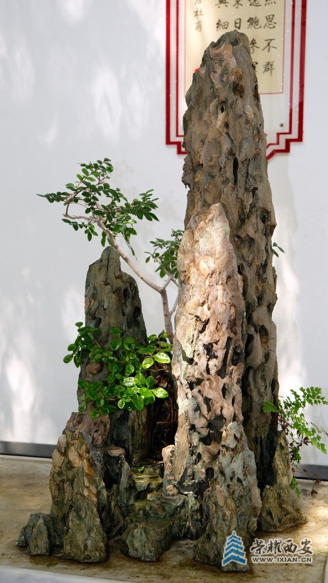 -上海植物园37.JPG