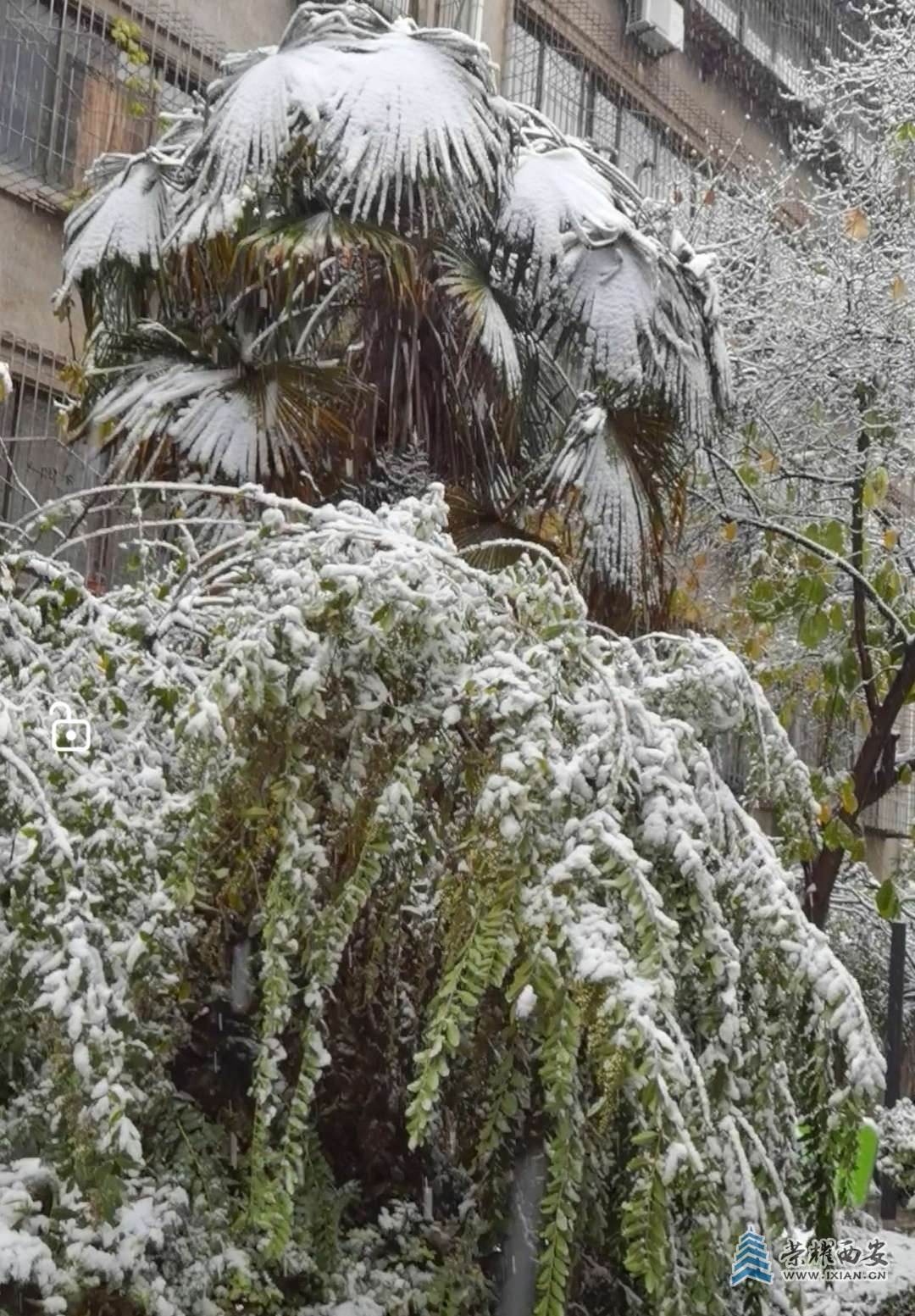 随手拍拍小区雪景